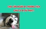 Chó cắn người bị thương tích, chủ chó có bị phạt?