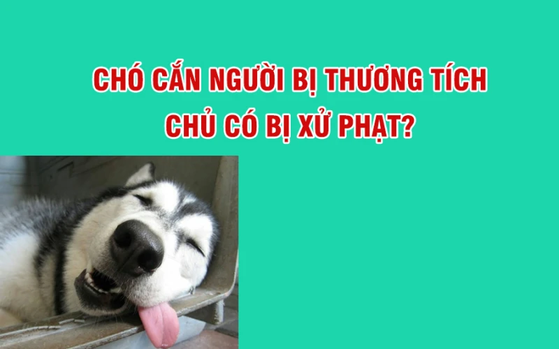 Chó cắn người bị thương tích, chủ chó có bị phạt?
